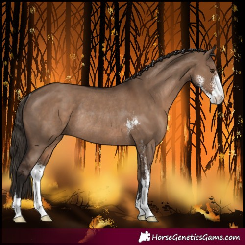 Horse Color:Liver Red Dun Sabino Rabicano