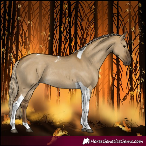 Horse Color:Chocolate Palomino Dun Tobiano Rabicano