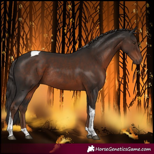 Horse Color:Liver Chestnut Tobiano Rabicano 