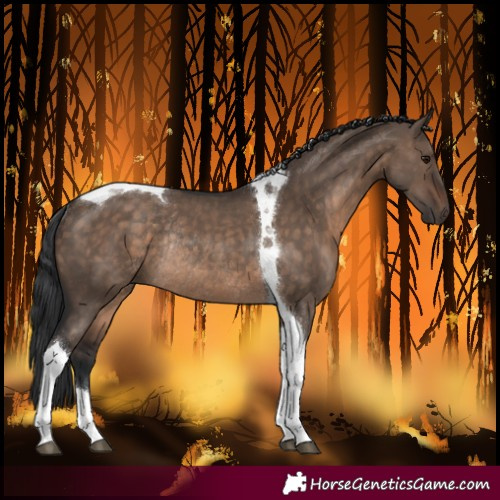 Horse Color:Brown Dun Tobiano Rabicano 