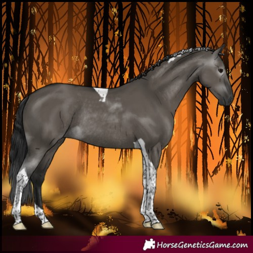 Horse Color:Gray Grullo Tobiano Rabicano