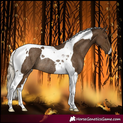 Horse Color:Chocolate Palomino Tobiano Rabicano 