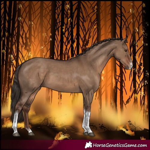 Horse Color:Liver Red Dun Sabino Tobiano Rabicano