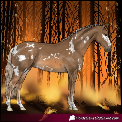 Horse Color:White Spotted Chocolate Palomino Rabicano 