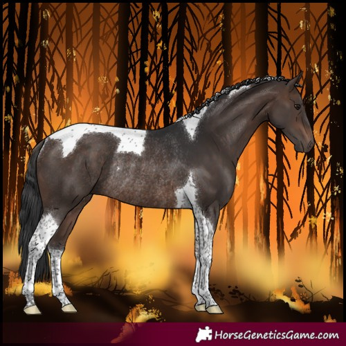 Horse Color:Brown Tobiano Rabicano 