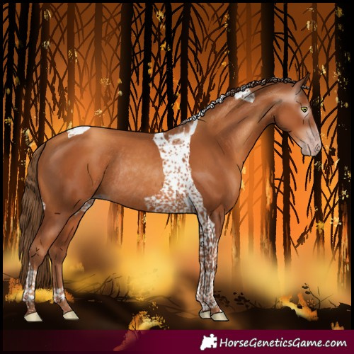 Horse Color:Gray Gold Champagne Tobiano Rabicano