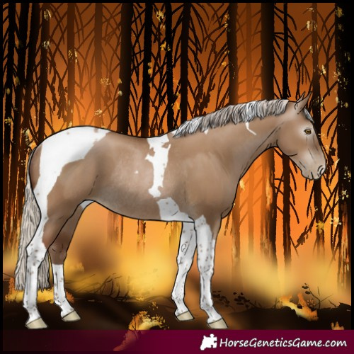 Horse Color:Gray Silver Grullo Pearl Tobiano Rabicano