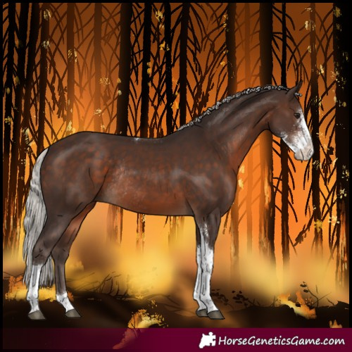 Horse Color:Silver Brown Sabino Tobiano Rabicano 
