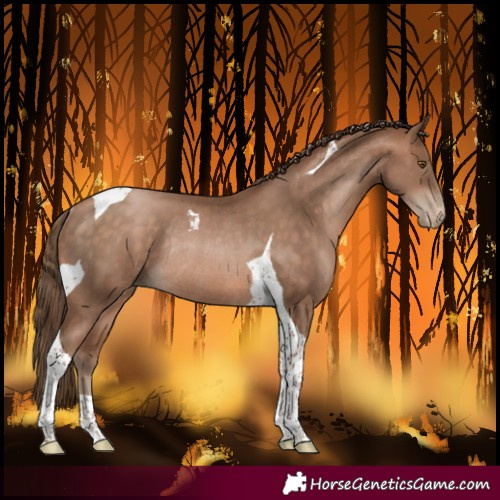 Horse Color:Brown Pearl Tobiano Rabicano