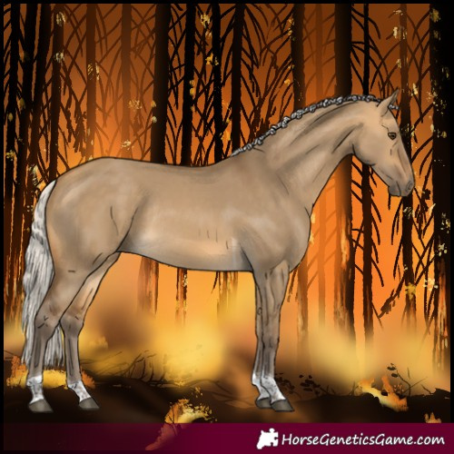 Horse Color:Silver Buckskin Dun Tobiano Rabicano 