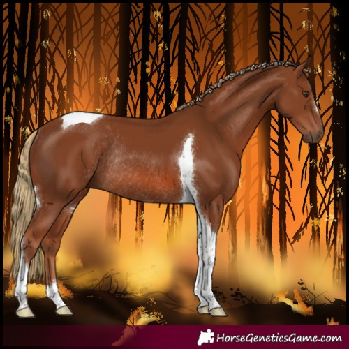 Horse Color:Chestnut Tobiano Rabicano 