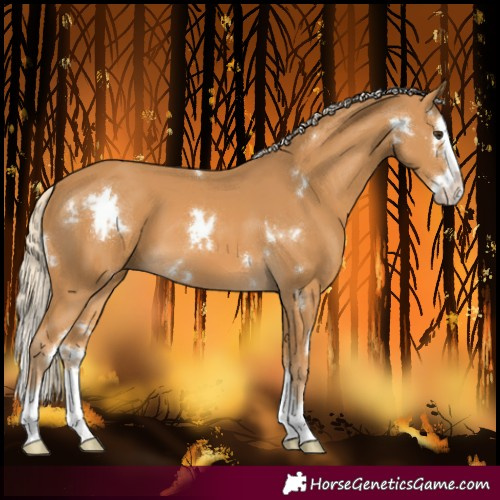 Horse Color:White Spotted Palomino Splash