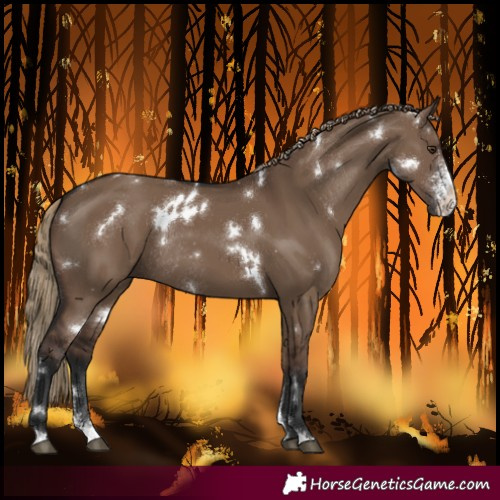 Horse Color:White Spotted Liver Red Dun Sabino Rabicano 