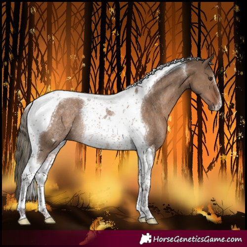 Horse Color:Liver Red Dun Tobiano Rabicano 