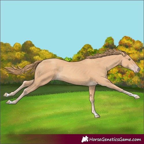 Horse Color:Gold Champagne Rabicano 