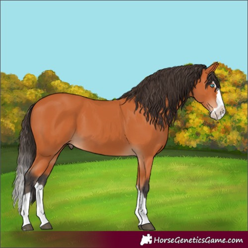 Horse Color:Bay Splash 