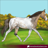 Horse Color:Buckskin Roan Splash Tobiano Frame Blanket 
