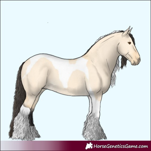 Horse Color:Buckskin Dun Tobiano