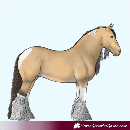 Horse Color:Buckskin Dun Tobiano