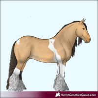 Horse Color:Buckskin Dun Tobiano 