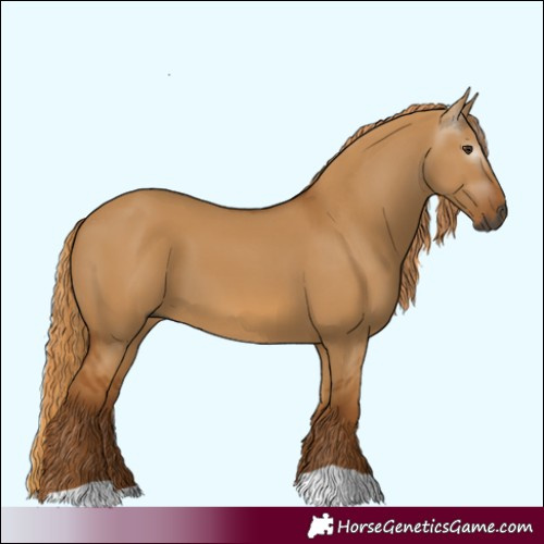 Horse Color:Gray Red Dun 
