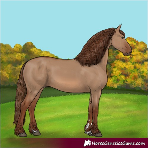Horse Color:Red Dun 