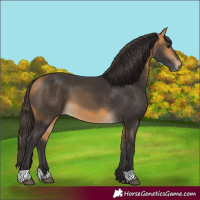 Horse Color:Buckskin 