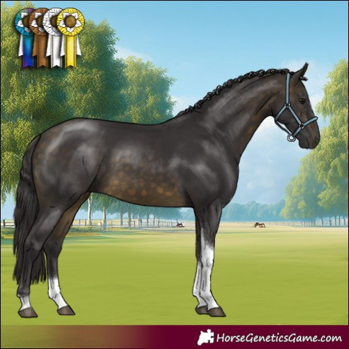 Horse Color:Buckskin Tobiano Rabicano 
