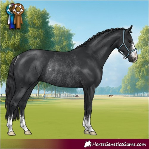 Horse Color:Black Rabicano