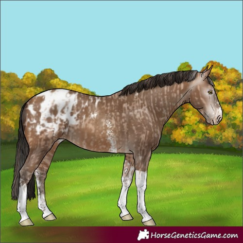Horse Color:Amber Champagne Sabino Tobiano Blanket and Gray Amber Champagne Sabino Tobiano Blanket