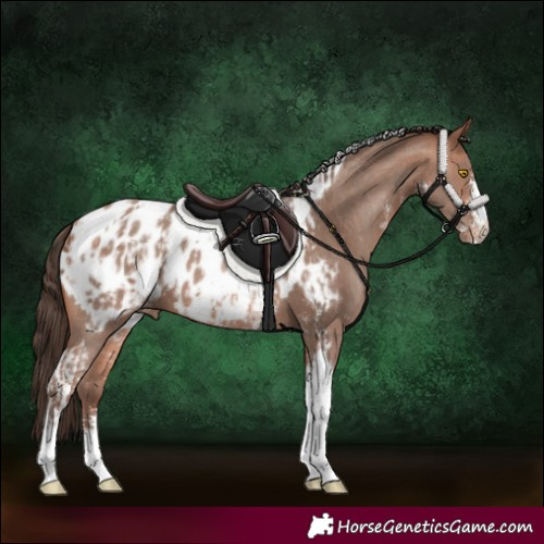 Horse Color:Sable Champagne Sabino Tobiano Blanket  and Amber Champagne Sabino Tobiano Blanket 