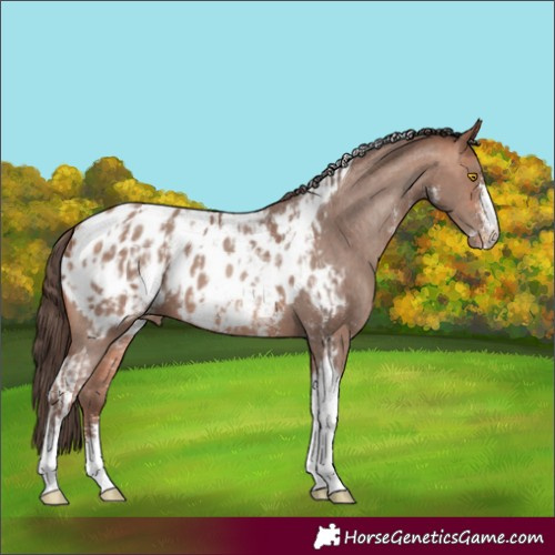 Horse Color:Sable Champagne Sabino Tobiano Appaloosa  and Amber Champagne Sabino Tobiano Appaloosa 