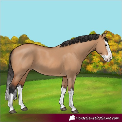 Horse Color:Bay Dun Splash