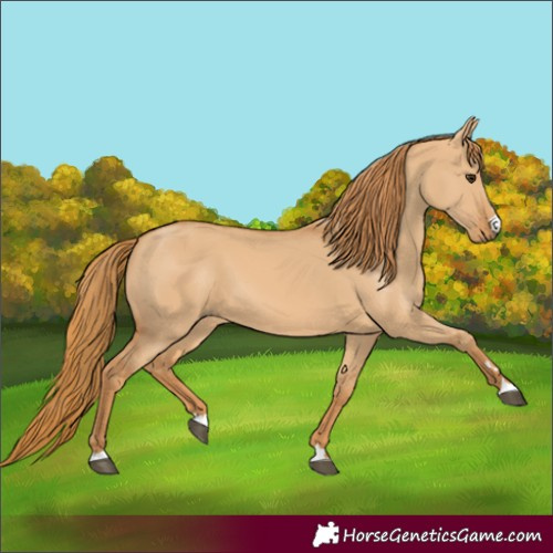Horse Color:Red Dun 