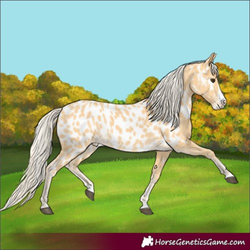 Horse Color:Palomino Splash Appaloosa 