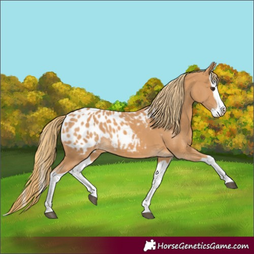 Horse Color:Chestnut Splash Appaloosa 