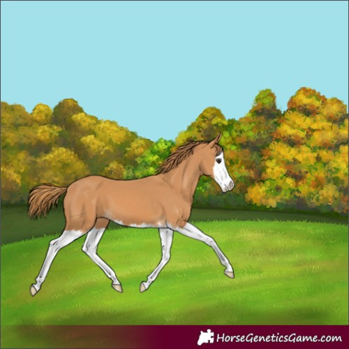 Horse Color:Chestnut Splash 