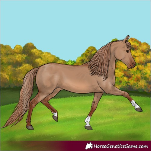 Horse Color:Red Dun 