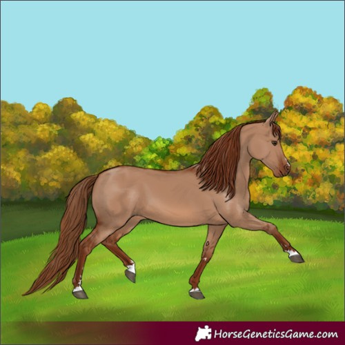 Horse Color:Red Dun