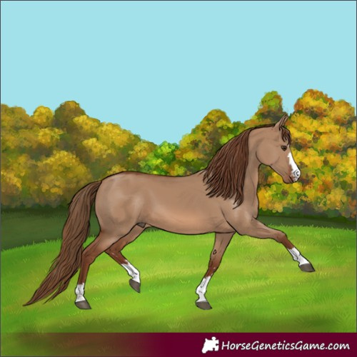 Horse Color:Red Dun 