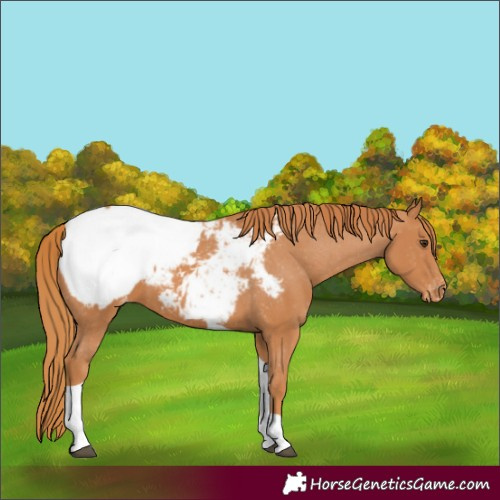 Horse Color:Chestnut Tobiano Appaloosa