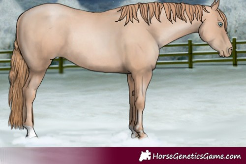Horse Color:Gold Champagne Pearl Rabicano  and Gold Champagne Pearl Rabicano 