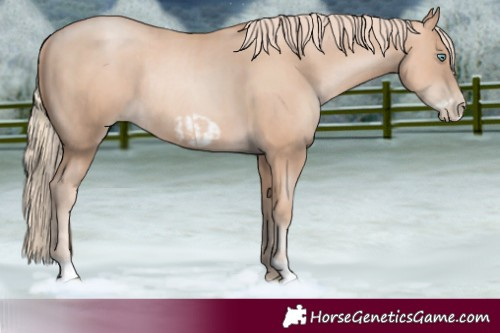 Horse Color:Gold Champagne Pearl Rabicano and Gold Champagne Pearl Frame Rabicano