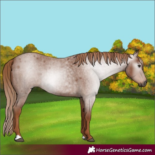 Horse Color:Gray Red Roan