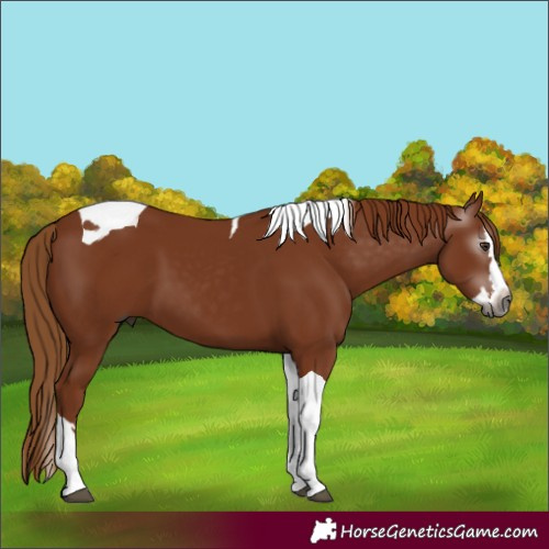 Horse Color:Gray Chestnut Splash Tobiano 