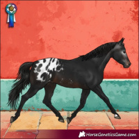 Horse Color:Gray Brown Blanket 