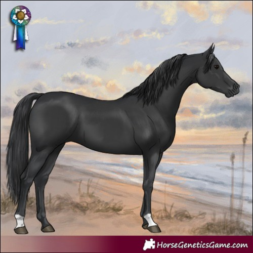 Horse Color:Black 