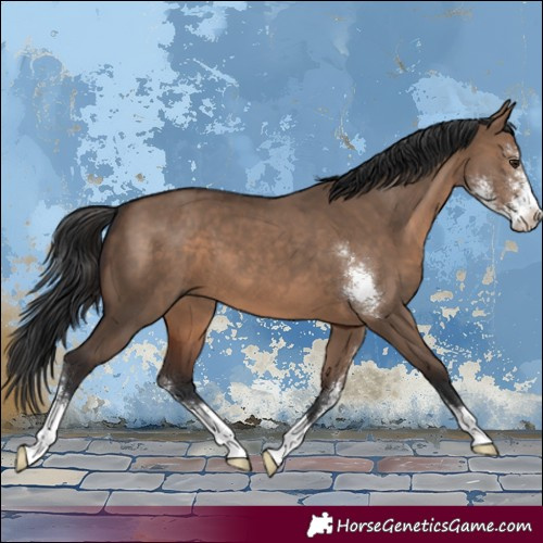 Horse Color:Brown Dun Sabino