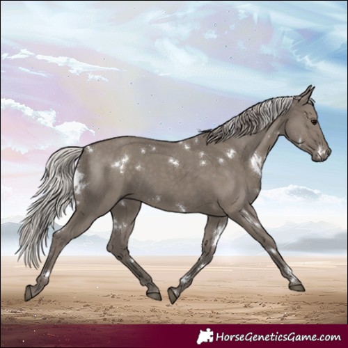 Horse Color:White Spotted Silver Grullo