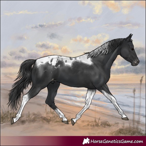Horse Color:Black Tobiano Appaloosa